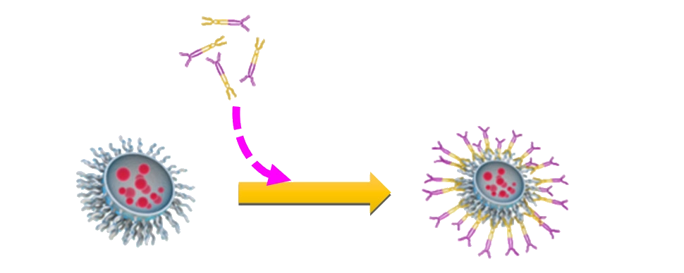 EDV_Technology_Attaching_bispecific_antibodies-970x388